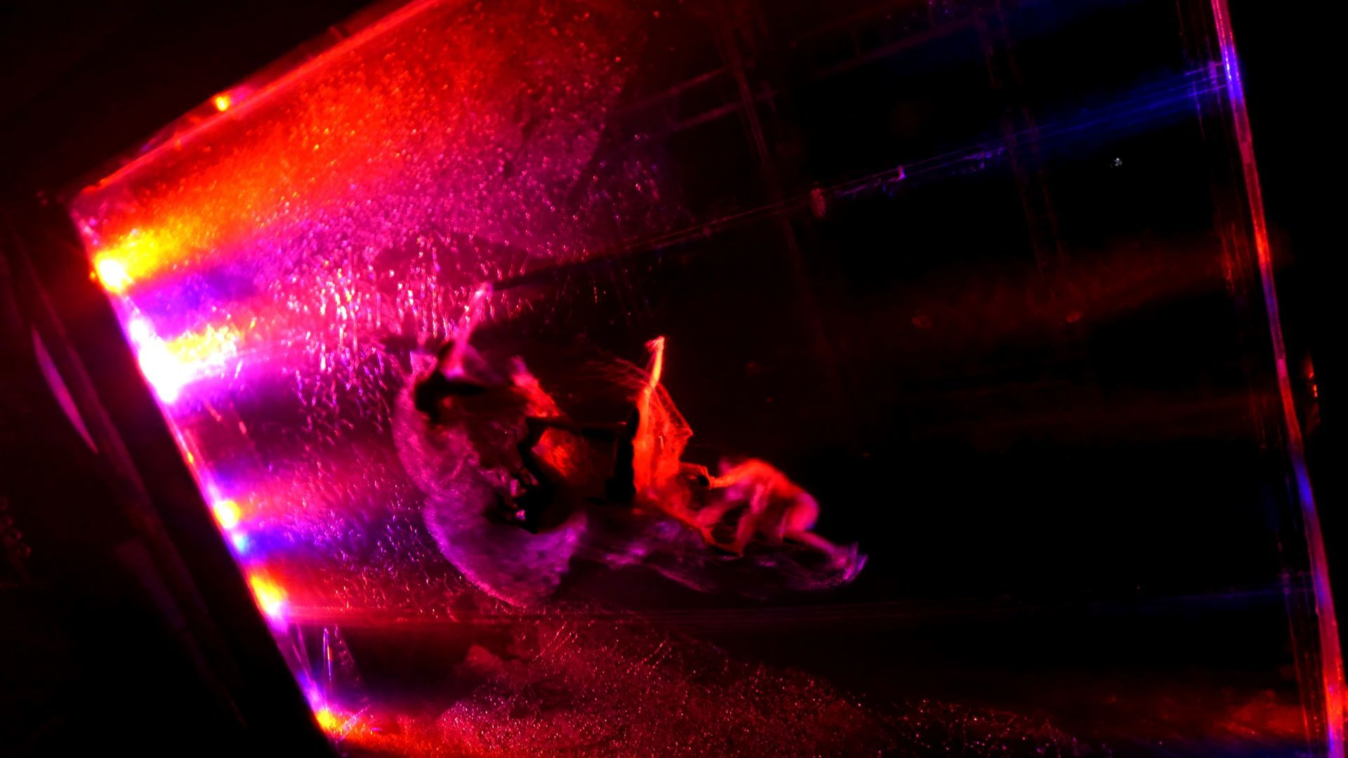 Foto WAYRA - FUERZA BRUTA Foto WAYRA - FUERZA BRUTA - Imagem 5