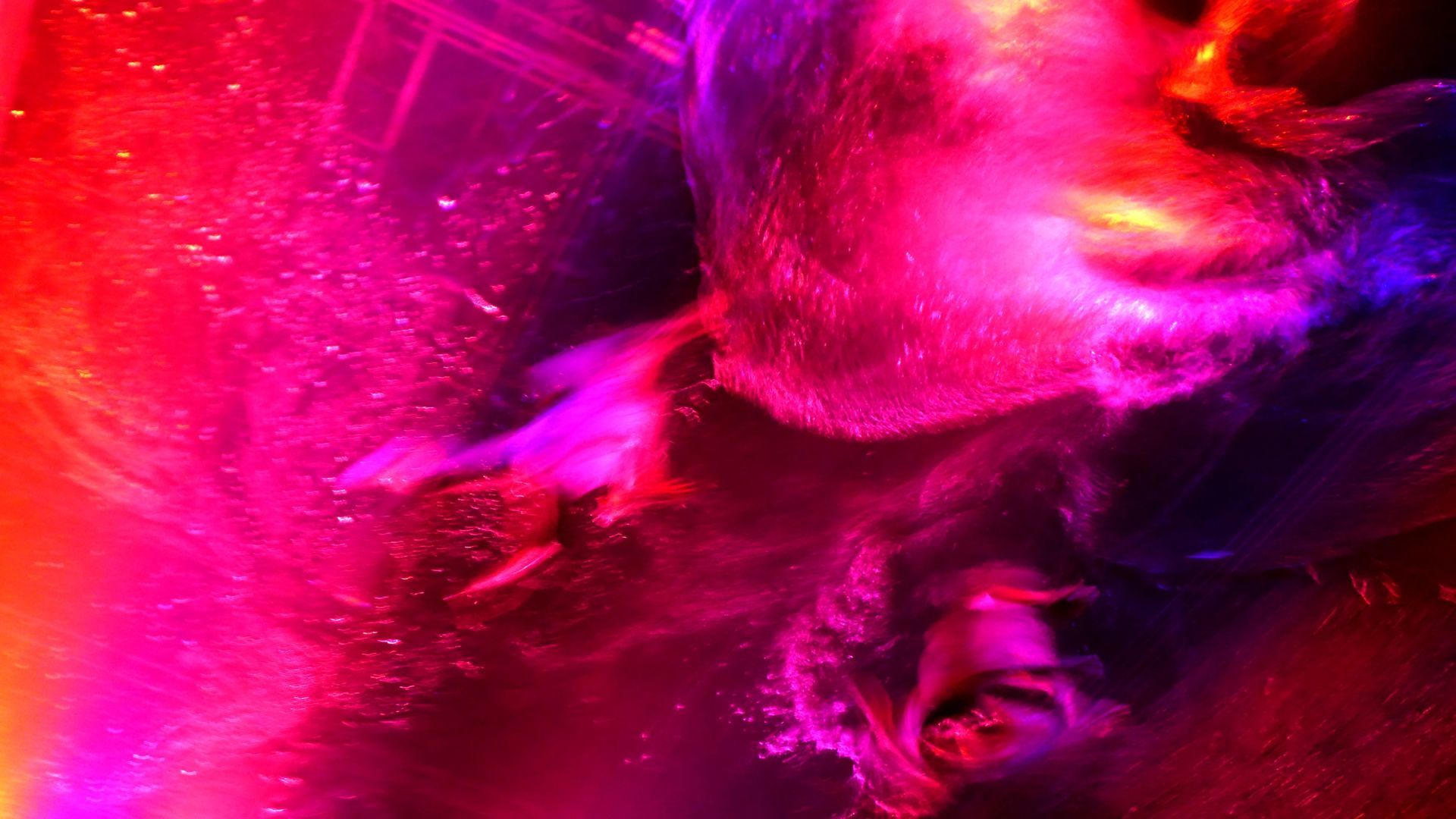 Foto WAYRA - FUERZA BRUTA Foto WAYRA - FUERZA BRUTA - Imagem 4